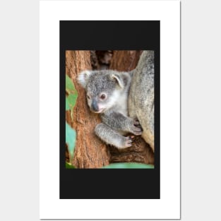 Koala Baby: Curiosity Posters and Art